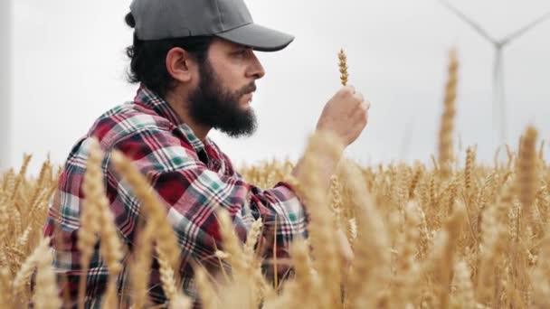 Genç Çiftçi Yazın Buğday Tarlasında Tahıl Kalitesini Inceliyor — Stok video