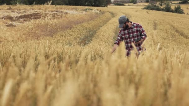 小麦田农民用数字平板检测谷物品质 农业创新技术 — 图库视频影像