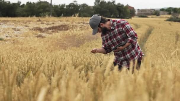 Agrónomo Examinando Calidad Los Cultivos Cereales Campo Trigo Verano — Vídeo de stock