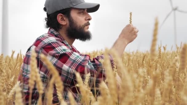 Young Agronomist Examining Cereal Quality Wheat Field Summer — Vídeo de stock