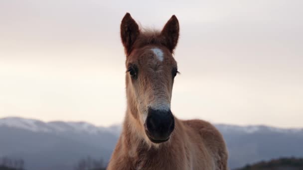 Retrato Potro Cavalo Bonito Olhando Para Câmera Campo Montanha Lado — Vídeo de Stock