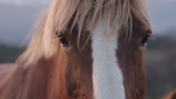 Ritratto Bel Cavallo Primo Piano Giumenta Che Guarda Macchina Fotografica — Video Stock