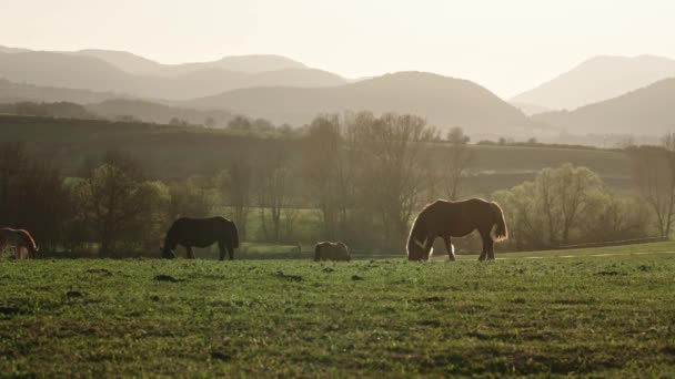 Koně Pasoucí Pastvinách Krásné Horské Krajině Létě — Stock video