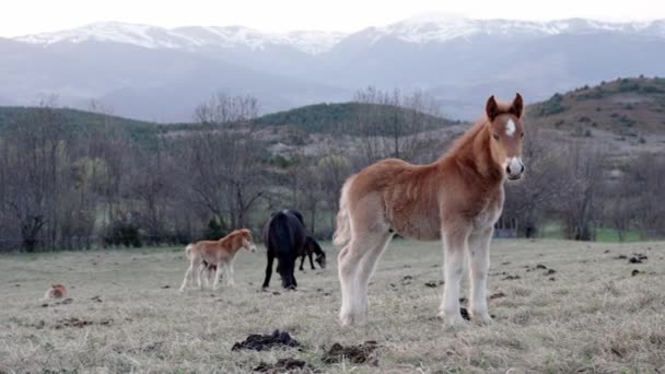 Little Funny Baby Horse Colts Mountain Landscape — Stock Video
