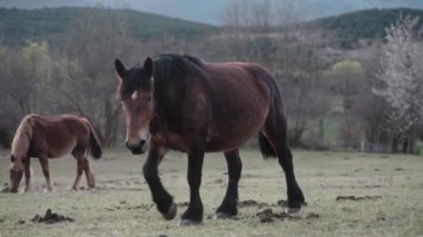 Kameraya doğru yürüyen inek çanı olan büyük at kırsal alanda otlayan atlar. 