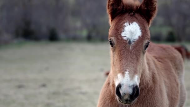 Portret Van Kleine Grappige Baby Paard Veulen Zoek Naar Camera — Stockvideo