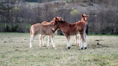 Gün batımında kırsalda küçük at sürüsü yavruları Hayvan sevgisi