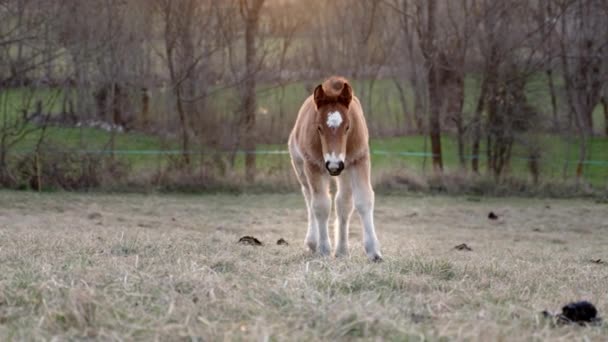 Kleines Pferd Hengstfohlen Weidet Und Frisst Gras Auf Dem Feld — Stockvideo
