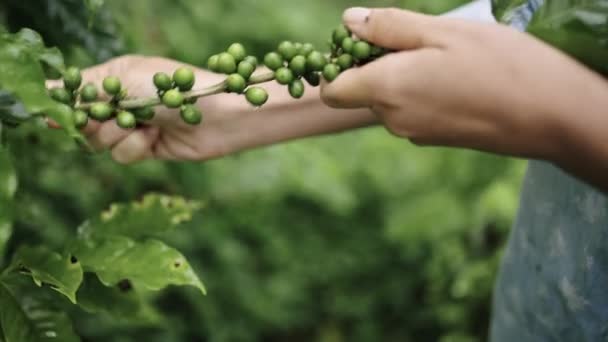 Jovem Recolhendo Grãos Café Fazenda Orgânica — Vídeo de Stock