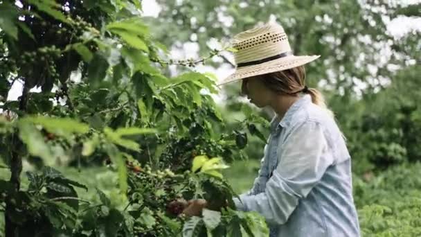 Genç Sarışın Kadın Ekolojik Kahve Çiftliğinde Çalışıyor Kahve Çekirdeği Topluyor — Stok video