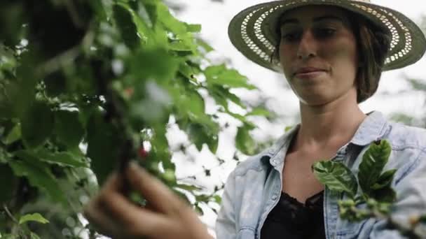 Jovem Mulher Trabalhando Uma Plantação Café Orgânico Colhendo Grãos Café — Vídeo de Stock