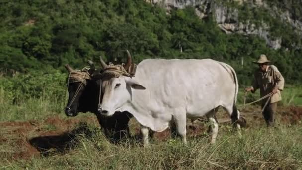 Velho Agricultor Com Jugo Bois Lavrando Campo Arroz Campo Rural — Vídeo de Stock