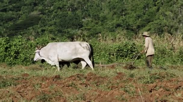 Campesino Cubano Arando Con Toro Campo Arroz Agricultura Tradicional América — Vídeos de Stock