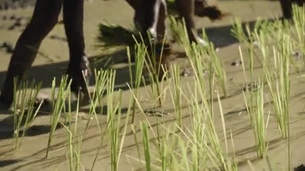 以传统手工方式在田里种植有机水稻的农民的手 免版税图库视频片段