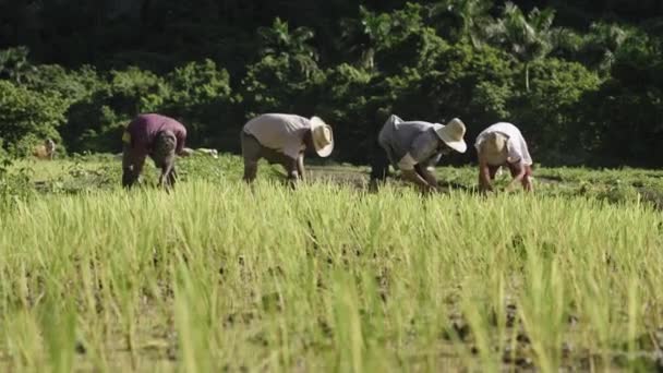 Ομάδα Παραδοσιακών Γεωργών Που Φυτεύουν Ρύζι Αγρούς Της Υπαίθρου Της Royalty Free Βίντεο Αρχείου