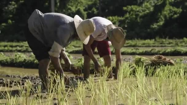 在古巴农村田里种植水稻的农民 有机和传统农业 视频剪辑