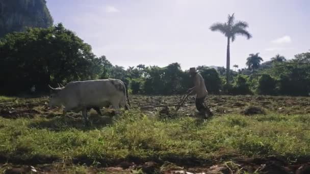 Traditional Farmer Plowing Rice Field Yoke Oxen South American Rural — Stock Video