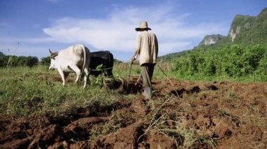 Yaşlı adam hayvanlarla, boğalarla ve öküzlerle geleneksel tarlalarda tarım yapıyor.
