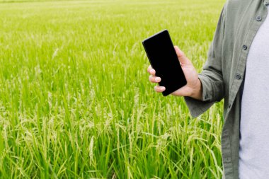 Businessman holding smart phone or mobile phone with blank screen on rice field green grass background