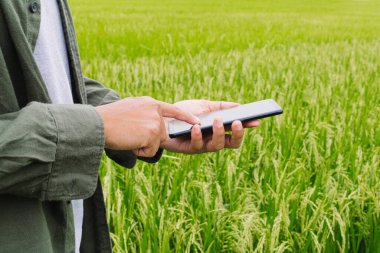 Farmer holding touch screen smart phone with blank screen on rice field green grass background