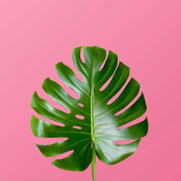 stock image Tropical leaves monstera on pink background. Top view