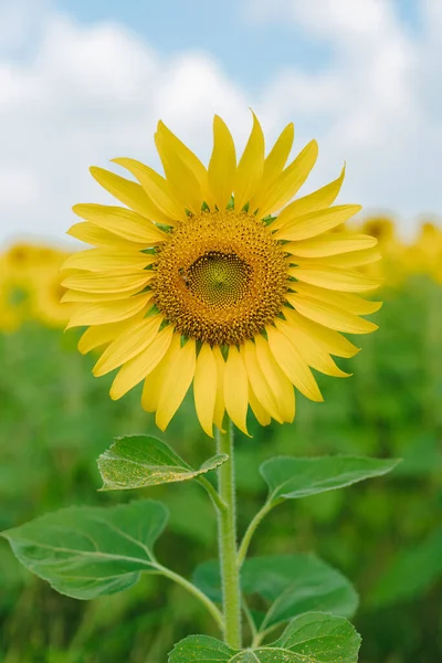 Bunga Matahari Yang Indah Dan Latar Langit Biru — Stok Foto