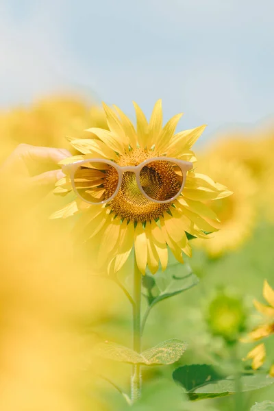 Bunga Matahari Memakai Kacamata Hitam Bidang Bunga Matahari Dan Latar — Stok Foto