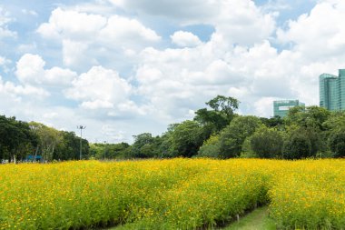 Çiçek tarlasıyla parkın manzarası. Parktaki güzel mavi gökyüzünde kozmos çiçeği tarlası. Kozmos çiçeği