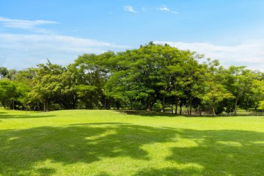 Şehrin yeşil çimenlik arazisi ve bulutlu mavi gökyüzü arkaplanı olan parkın manzarası. Güzel yeşil park