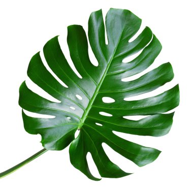 Tropikal yapraklar beyaz arka planda izole edilmiş canavarlardır. Canavar yaprağı a. Kırpma yolu ile nesne