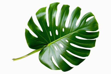 Tropikal yapraklar beyaz arka planda izole edilmiş canavarlardır. Canavar yaprağı a. Kırpma yolu ile nesne