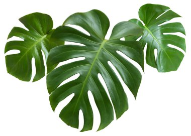 Beyaz arka planda izole edilmiş üç tropik yaprak canavar ya da canavar lezzeti. Canavar yaprağı. Kırpma yolu ile nesne