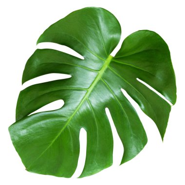 Tropikal yapraklar beyaz arka planda izole edilmiş canavarlardır. Yeşil canavar yaprağı. Kırpma yolu ile nesne