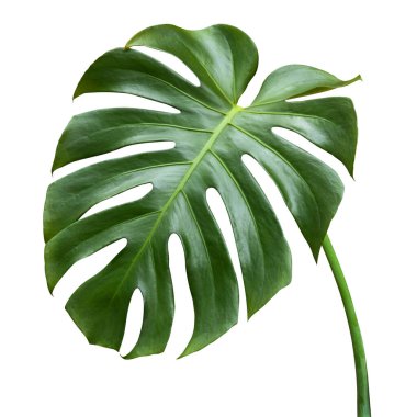 Tropikal yapraklar beyaz arka planda izole edilmiş canavarlardır. Yeşil canavar yaprağı. Kırpma yolu ile nesne