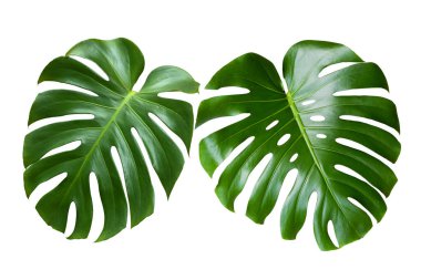 Beyaz arka planda izole edilmiş iki tropik yaprak canavarı. Canavar yaprağı a. Kırpma yolu ile nesne