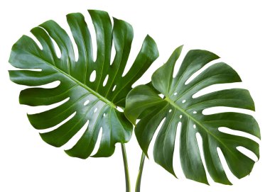 Beyaz arka planda izole edilmiş iki tropik yaprak canavarı. Canavar yaprağı a. Kırpma yolu ile nesne