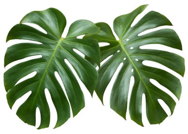 Beyaz arka planda izole edilmiş iki tropik yaprak canavarı. Canavar yaprağı a. Kırpma yolu ile nesne
