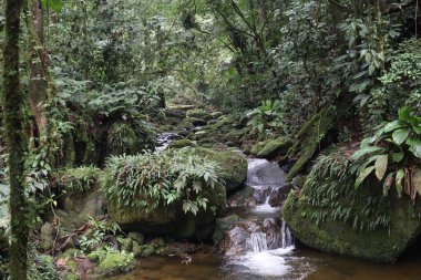 ormandaki küçük bir şelale ile güzel manzara