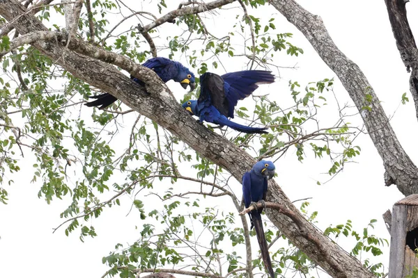 Three hyacinth macaws having fun on a tree