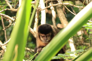 Gerçek hayatta bedava kapuçin maymunu # 3