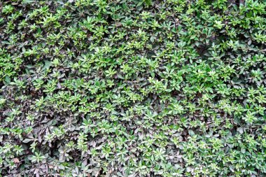 Çiçek arkaplanı olarak botanik bahçesindeki çimlerde yetişen küçük yemyeşil bitkiler. Şehir parkları ve avlu dekorları için yeşil flora. Doğa temsilcileri