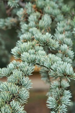 Cedrus atlantica Glauca 'nın vahşi ormanda kısa iğneli dalları. Harika bir çiçek temsilcisi. Nadir ağaç yetiştirme.