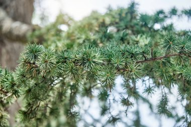 Lübnan sedir ağacının zarif dalları ve ormanın yakınında kısa iğneler. Vahşi ekosistemdeki Evergreen ağacı. Ekoloji ve çevre koruma