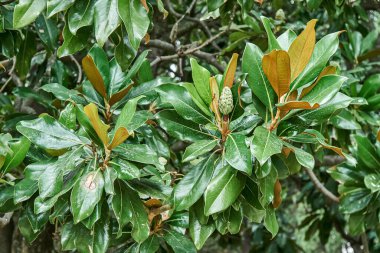 Bahar günü botanik bahçesinde yemyeşil yapraklı manolya dalları. Muhteşem tropikal ağaç vahşi doğada yetişir.