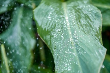 Sulama sırasında bahçedeki yüksek bitki gövdelerinde büyüyen büyük konserve yaprakları. Parkta yemyeşil yaprakların üzerindeki yağmur damlaları