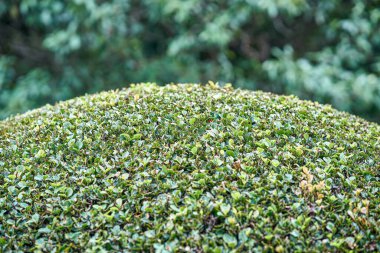 Kamu bahçesinde küçük yapraklarla dikkatlice kesilmiş çalı figürü. Tropik yaz mevsiminde çalılıklarda yetişen canlı yeşil yapraklar.