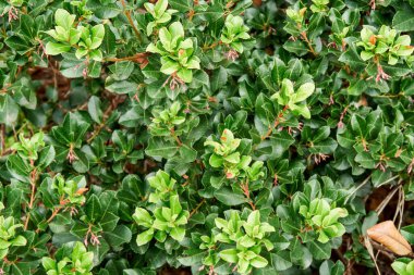 Taze yemyeşil ayıcık bitkisi güneş ışığında çiçek tarhında yetişir. Şehir bahçesinin doğal dekoru. Parkta sulu yeşil yaprakları olan Bush