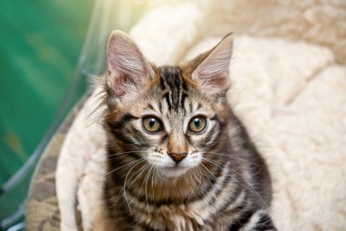 Yurt içi çizgili kedi yavrusu, yeşil zeminde kürk pelerinli bir sandalyede oturuyor. Sevimli pofuduk evcil hayvan evde eğleniyor.