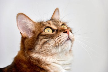 Büyük kulaklı sevimli kızıl saçlı kedi beyaz arka planda yukarı bakıyor. Ev sahibine yakından bakan tüylü evcil hayvan portresi