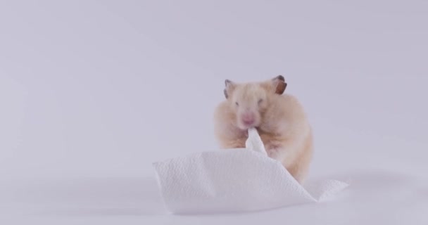 Adorable Hamster Enjoying Eating Stuff Gnaws White Napkin Satisfied Expression — Stock Video